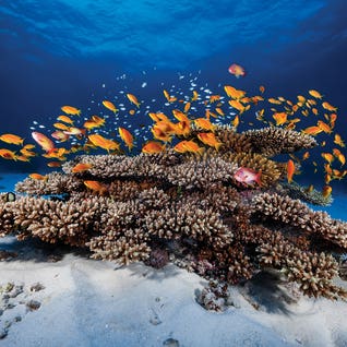 Sea Life Art