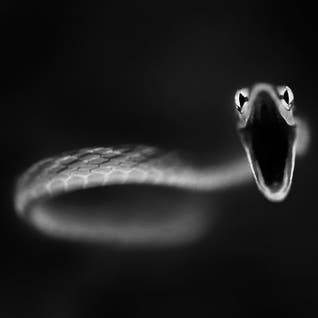 Snake Art